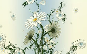 Daisies, Flowers, flat, dry, sluggish