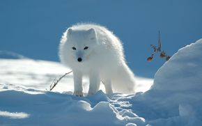 arctic fox, winter, animal