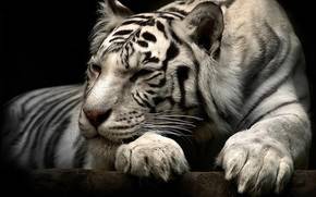 tiger, beautiful, animal