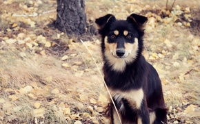 Dog, Autumn, Mongrel