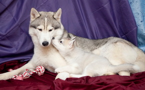 Dogs, weasel, beauty, Husky