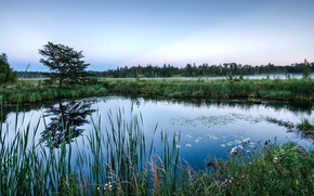 lake, view, cane, sky