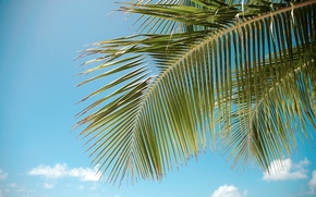 palm, sky, clouds