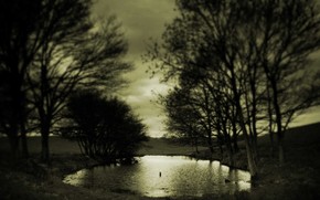 puddle, Trees, sepia, melancholy, autumn