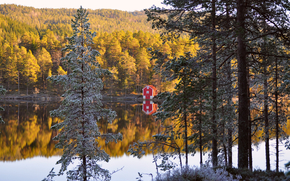 Norway, autumn, forest, Trees, needles, lodge, coast, river, reflection