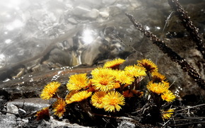 Flowers, nature, background