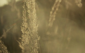 ear, autumn, nature, sun