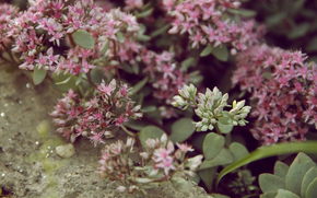 Flowers, violet, sadness, concrete