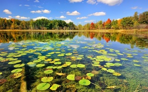 forest, landscape, pond, Plants, sky, clouds