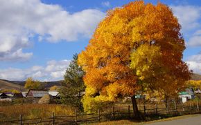 autumn, tree, village