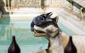 pigeon, water, sculpture, fountain