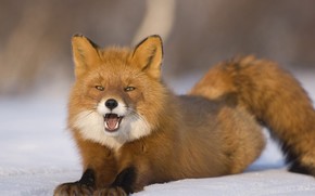 fox, snow, Winter, fox, Ginger