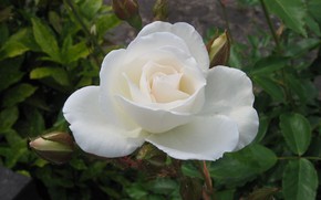 rose, White, flower