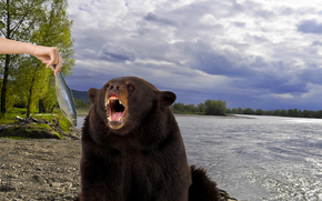 bear, fish, coast, river, Yenisei, hand, feeding