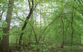 forest, Trees, nature