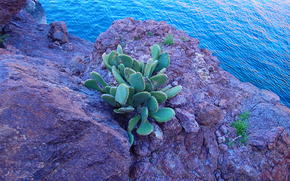 river, rock, cactus, nature