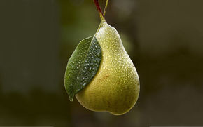 background, pear, dew