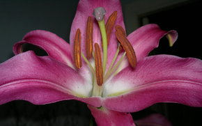 lily, Flowers, background