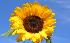 sunflower, flower, sky