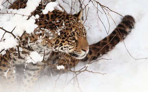 jaguar, wildcat, Snout, snow, winter, BRANCH