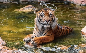 tiger, wildcat, Snout, water, bathing