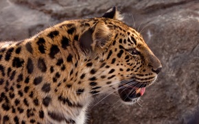 Amur leopard, leopard, wildcat, Snout, profile, © Crystal Lynn Photos