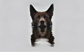 reflection, Snout, background