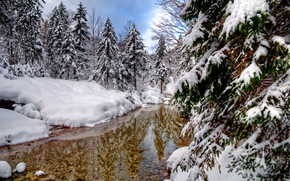 winter, forest, trees, pond, landscape