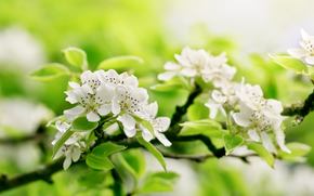 apple, Flowers, BRANCH, greens, tree