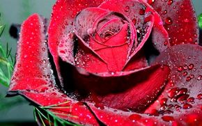 flower, rose, Petals, drops, dew