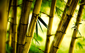 bamboo, grove, foliage