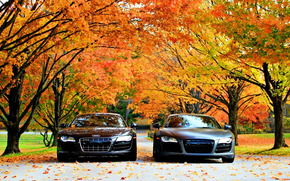 Audi R8, autumn, Audi