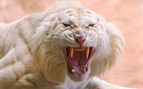 white tiger, predator, grin