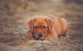 Labrador Retriever, dog, puppy, view, sand