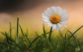 camomile, grass, Macro