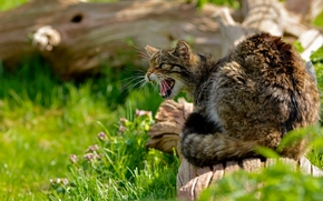 wildcat, wildcat, scratch-cat, log