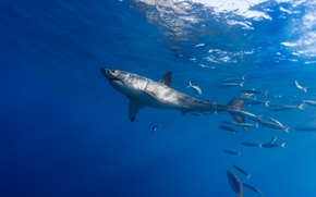 white shark, fish, scad, accompaniment, sea, water