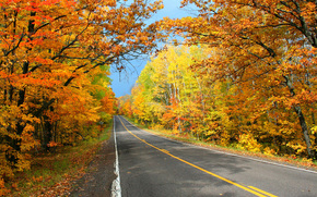 autumn, road, trees, landscape