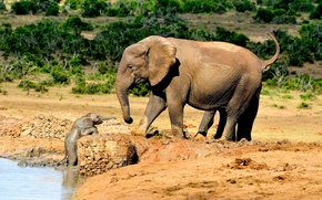 Elephants, elephant cow, elephant, baby