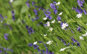 meadow, Bells, Macro, bokeh