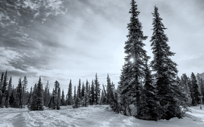 forest, winter, British Columbia, Canada