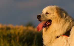 dog, dog, wool, language