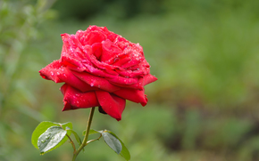 rose, red, flower, nature, foliage, Green, Macro