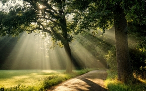 park, road, trees, sun, landscape