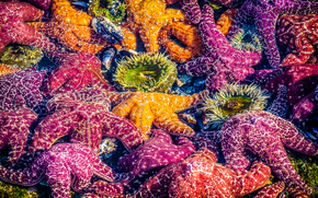 Colored Starfish, Laguna Beach, California