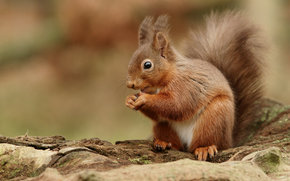 squirrel, Redhead, animal