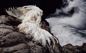 girl, attire, suit, plumage, bird, Rocks, sea