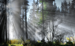 forest, trees, RAYS OF THE SUN, landscape