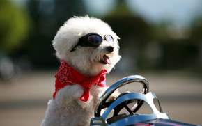 dog, Dog, animals, puppy, Puppies, Car, steering wheel, glasses, Steep