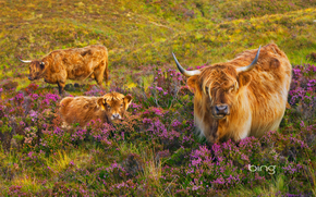 cow, COW, bulls, nature, artiodactyls, pasture